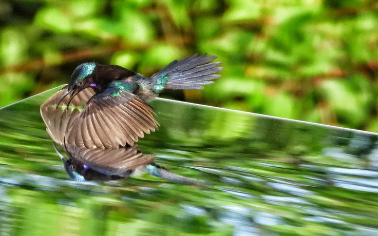 Săn ảnh độc lạ ở TP.HCM: Chim hút mật thấy mình trong gương, đánh nhau quyết liệt