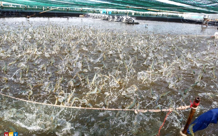 Vì sao dừng dự án chỉ dẫn địa lý tôm Bình Thuận?