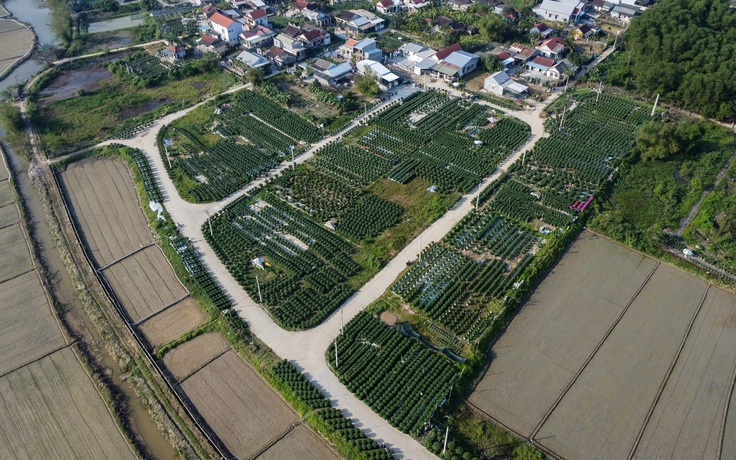 Ăn cơm đứng, thắp đèn trắng đêm chăm hoa: Câu chuyện hồi sinh ở làng Vân Thê