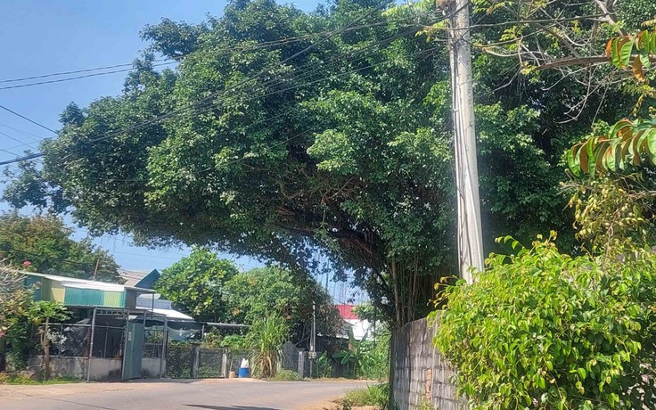 Tán cây mất an toàn