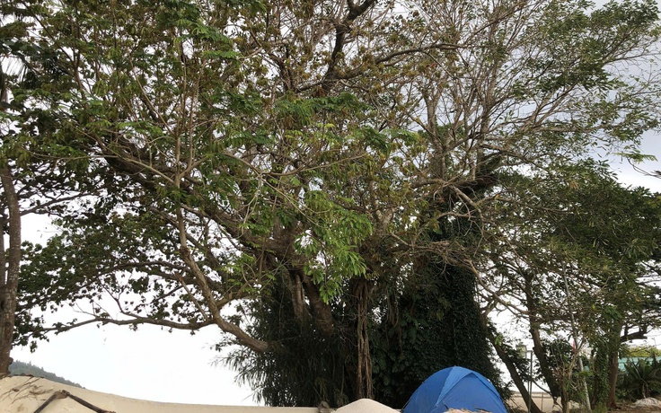 Cây đa 300 tuổi ở đặc khu Lý Sơn được công nhận cây di sản Việt Nam