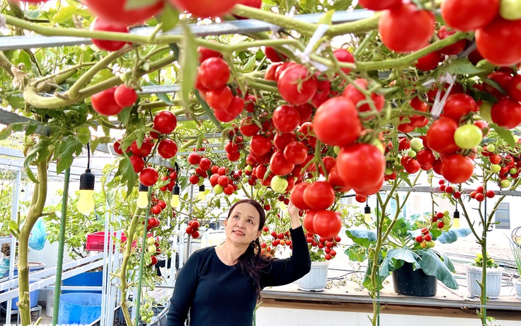 Một hạt giống 24.000 đồng: Giàn cà chua bạch tuộc đỏ rực sân thượng ở TP.HCM