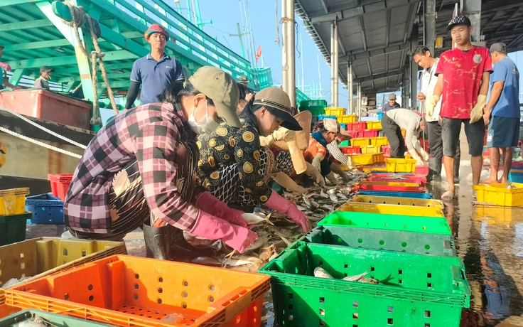 Cá ba thú trúng mùa, tàu cá Sông Đốc lãi trăm triệu chuyến biển cuối năm 