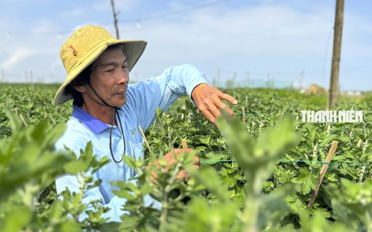 Làng hoa cúc lớn nhất miền Trung: Giống lạ 'cháy hàng', giá gấp 3 lần cúc truyền thống