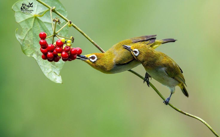 Khoảnh khắc hiếm của đôi chim vành khuyên quấn quýt bên nhau trong nắng sớm