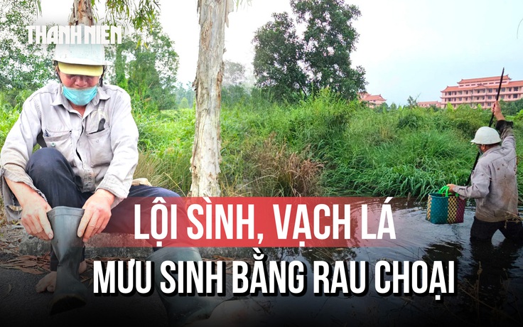 Những phận đời mưu sinh bằng rau đọt choại giữa rừng sậy