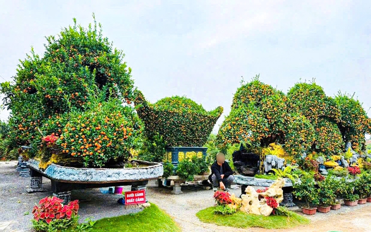 Ngắm bộ quýt 'Phúc - Lộc - Thọ' giá nửa tỉ, đại gia xem là 'chốt đơn'