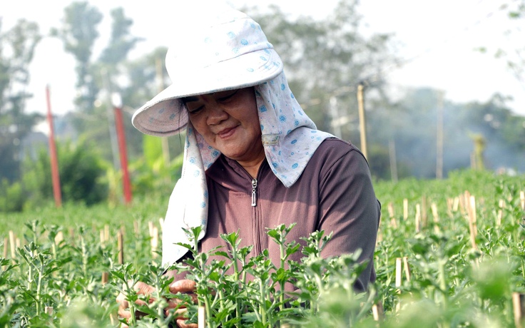 Làng hoa lớn nhất TP.HCM 'chạy nước rút' cho Tết Bính Ngọ 2026