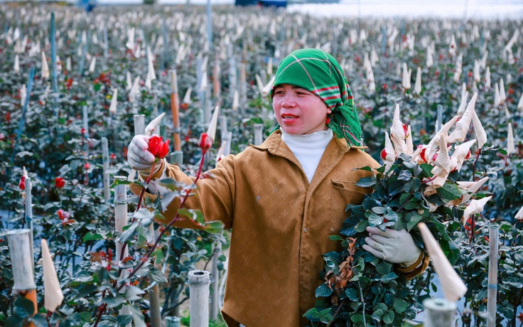 Hoa hồng nở trên non cao Púng Luông