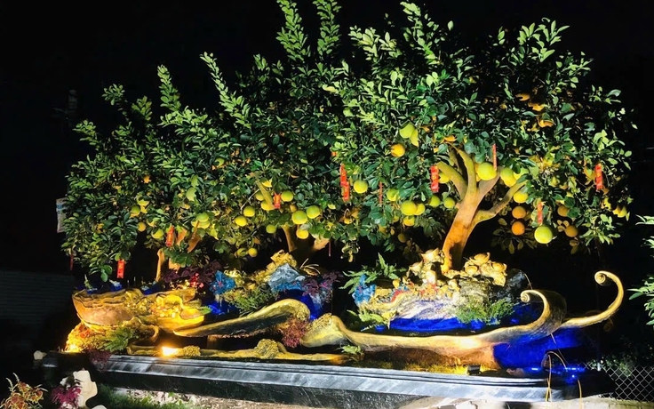 Chậu bưởi Diễn chơi tết được rao giá 288 triệu đồng