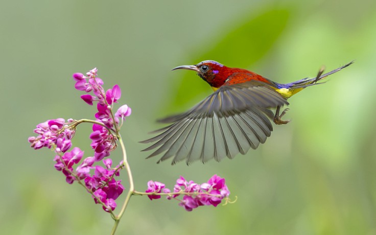 Khoảnh khắc chim hút mật hoàng tử rực rỡ bên hoa tigon