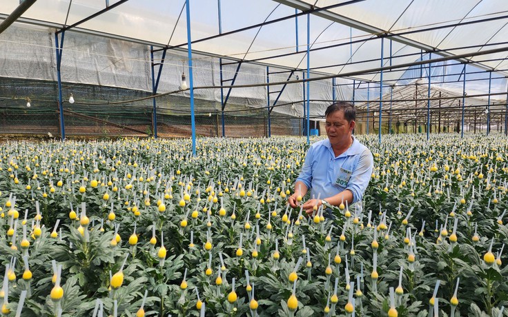 Lâm Đồng tăng tốc sản xuất rau, hoa phục vụ Tết Bính Ngọ 2026