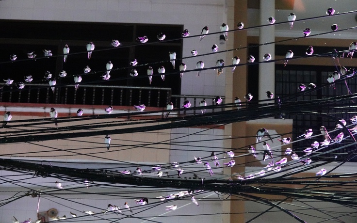 Hy hữu ở miền Tây: Hàng ngàn con chim én kéo về, người Cần Thơ chật vật