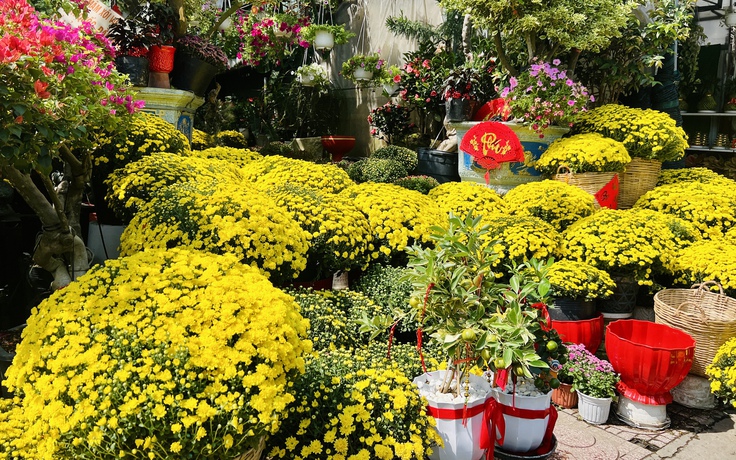 Hoa tết bung nở đầu tháng chạp: Vì sao nhiều người ở TP.HCM vẫn mua không chần chừ?