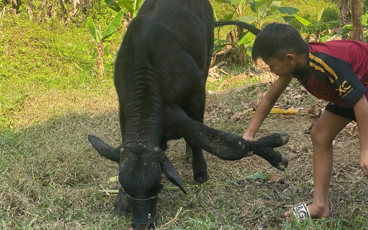 Bò 6 chân hiếm gặp: Khách trả tận 900 triệu đồng, chủ vẫn không bán