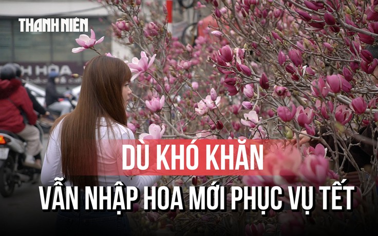  Cận cảnh hoa mộc lan gây 'sốt' chợ hoa Hà Nội