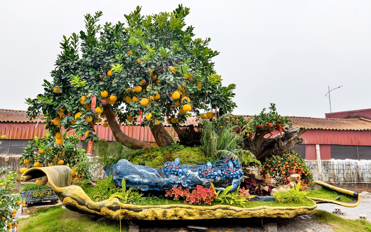 Chậu bưởi Diễn nặng 10 tấn, giá hơn 200 triệu được đại gia thuê về chơi tết