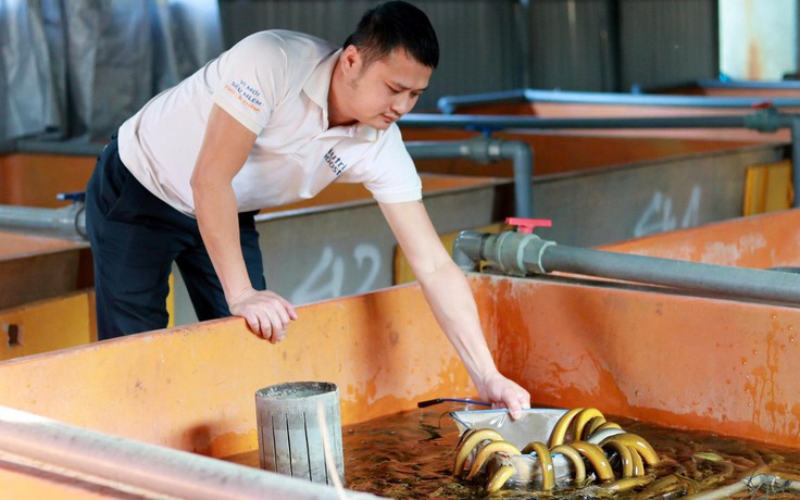Doanh thu tiền tỉ nhờ nghề nuôi lươn không bùn