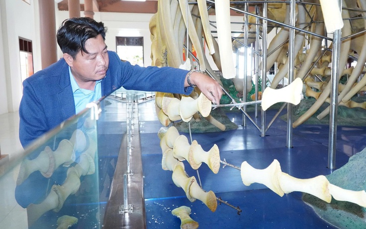 Hai bộ xương cá voi lớn nhất Việt Nam bị hư hỏng, chờ đánh giá mức độ xuống cấp 