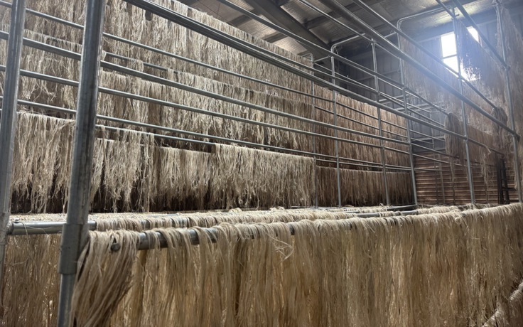 Tỉ phú Trần Bá Dương biến chuối phế thải thành sợi vải như thế nào?