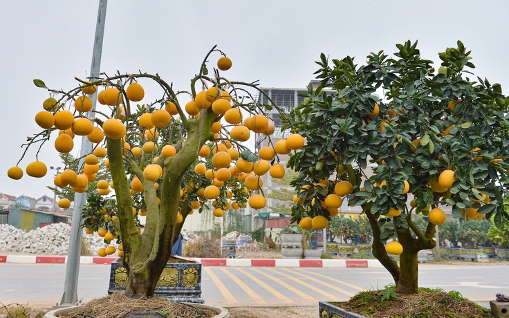 Bất ngờ thú chơi bưởi trụi lá đón tết