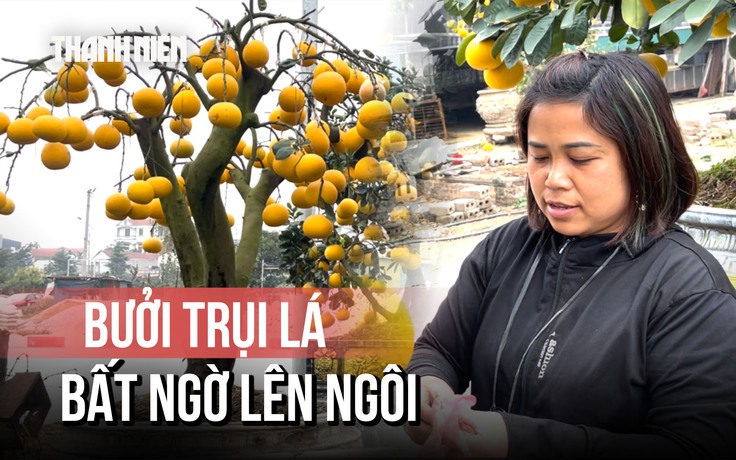 Bưởi trụi lá bất ngờ ‘lên ngôi’ dịp tết Bính Ngọ