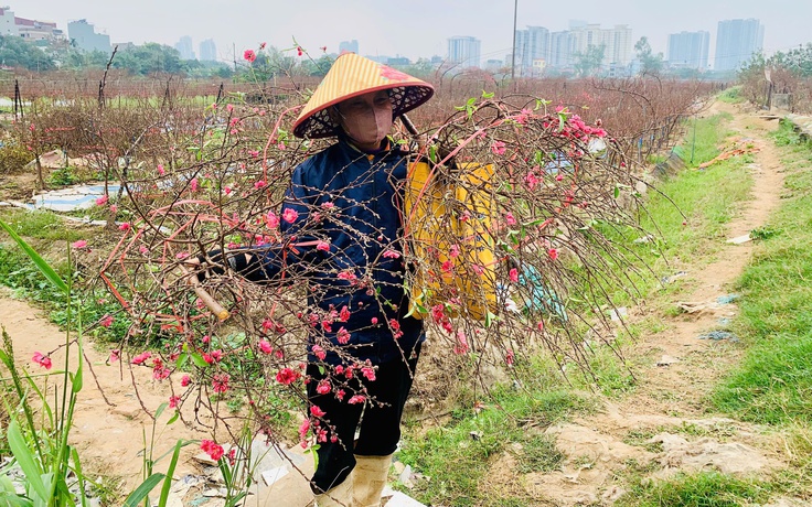 Đào nở 'trượt' tết, chủ vườn đứng ngồi không yên