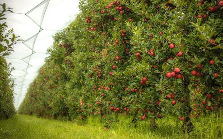 Hành trình 10.000 km của táo Pháp: Từ vườn châu Âu đến bàn ăn gia đình Việt