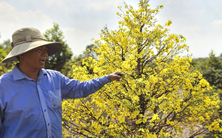 Làng mai Bình Lợi: Bí quyết xuống lá mai vàng giúp hoa nở đều dịp tết