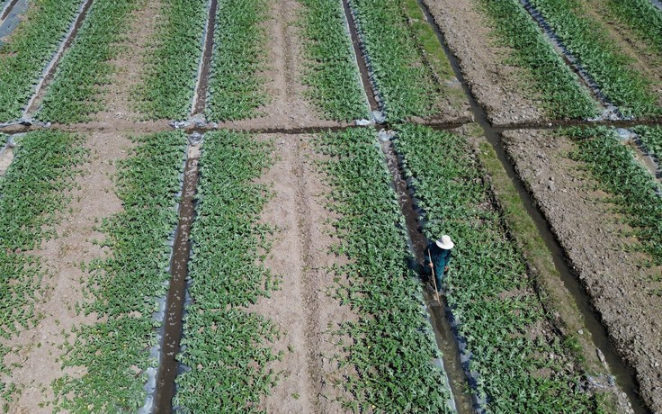 Khom lưng giữa nắng gắt trên cánh đồng dưa hấu vụ tết