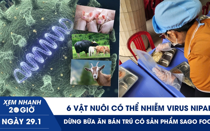 Xem nhanh 20h ngày 29.1: 6 vật nuôi có thể nhiễm virus Nipah | Dừng bữa ăn bán trú có sản phẩm Sago