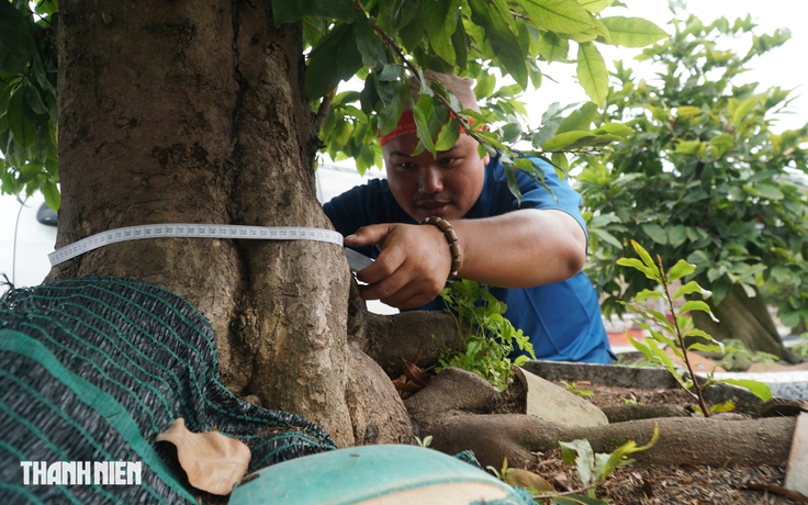 Những 'lão' mai tết tiền tỉ trên đường Phạm Văn Đồng: Có tiền chưa chắc mua được!