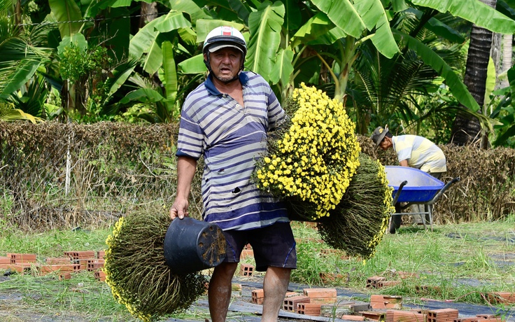 Hoa tết nở sớm, những chậu cúc mâm xôi không kịp theo chân người mua