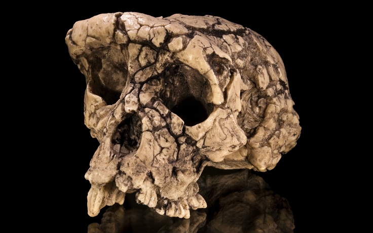 Phát hiện mới về tổ tiên loài người