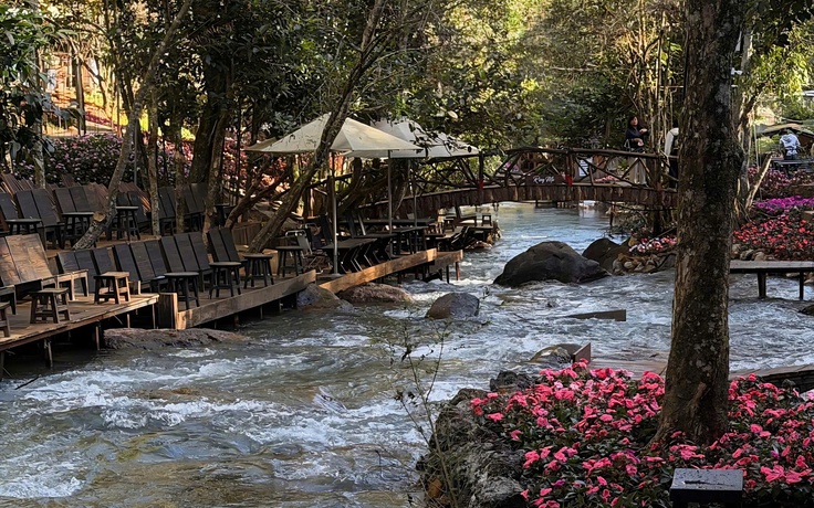 Hấp dẫn… Rừng Mơ