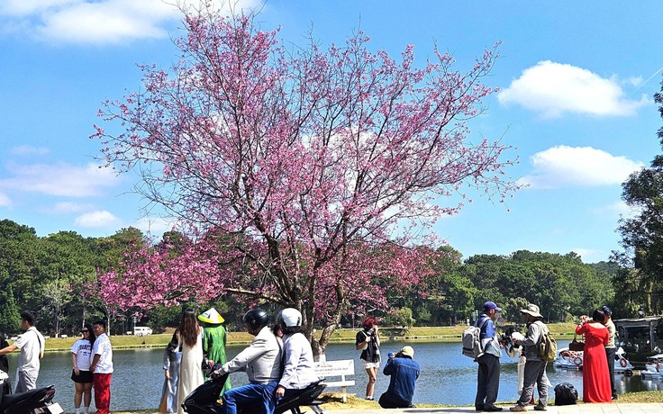 'Âm vang sắc hồng trên phố núi' Đà Lạt cuốn hút du khách