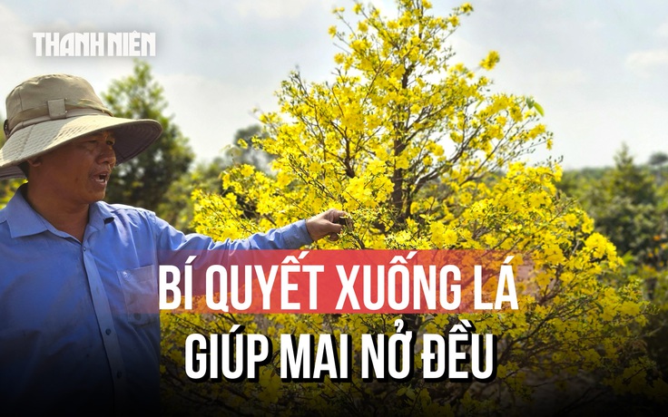 Nông dân làng mai vàng Bình Lợi vào vụ xuống lá, chuẩn bị mai Tết 2026