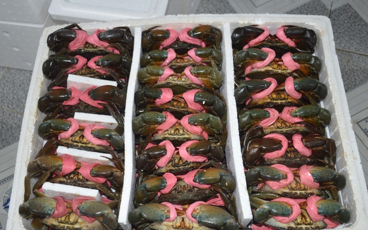 Cua Cà Mau tăng giá 'sốc', có loại 900.000 đồng/kg
