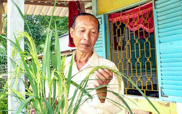 Hành trình hồi sinh gạo đỏ đặc sản miền Tây