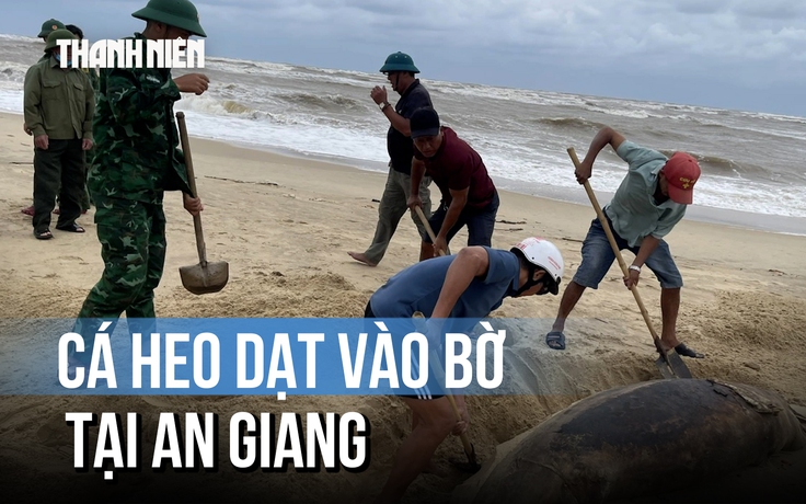 Phú Quốc: Cá heo trăm ký chết dạt vào bờ biển Bãi Thơm