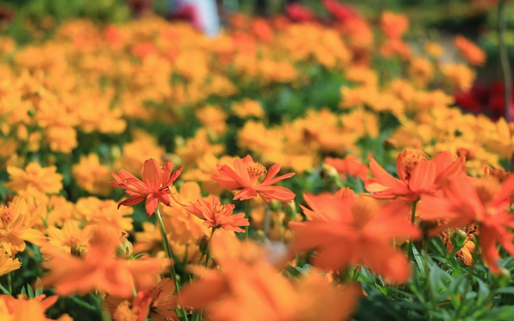 Tiết Đông chí kết thúc, hôm nay 5.1 bắt đầu tiết Tiểu hàn: Khi nào Lập xuân?