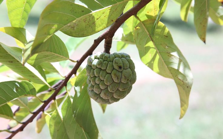 Loại quả quen thuộc có thể phòng ung thư, ngừa đột quỵ