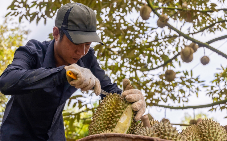Sầu riêng Việt Nam sắp vượt Thái Lan ở thị trường Trung Quốc?
