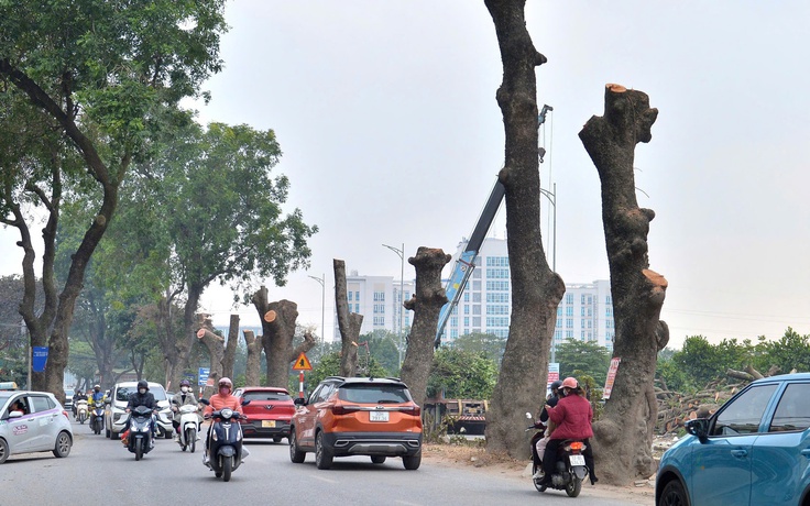 Chặt hạ, dịch chuyển hàng xà cừ cổ thụ trên đường 70