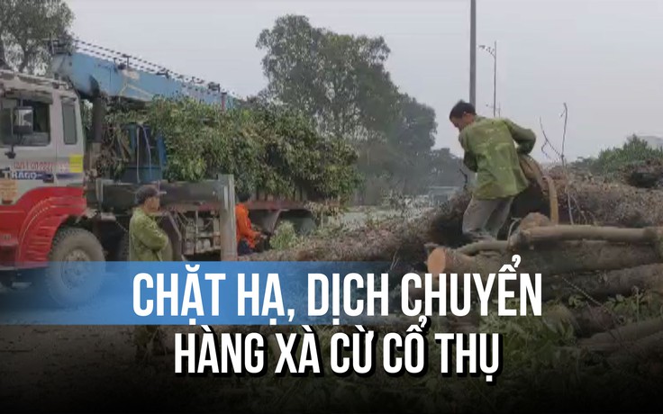 Chặt hạ, dịch chuyển hàng xà cừ cổ thụ ở Hà Nội: Đấu giá củi gỗ thu tiền nộp ngân sách