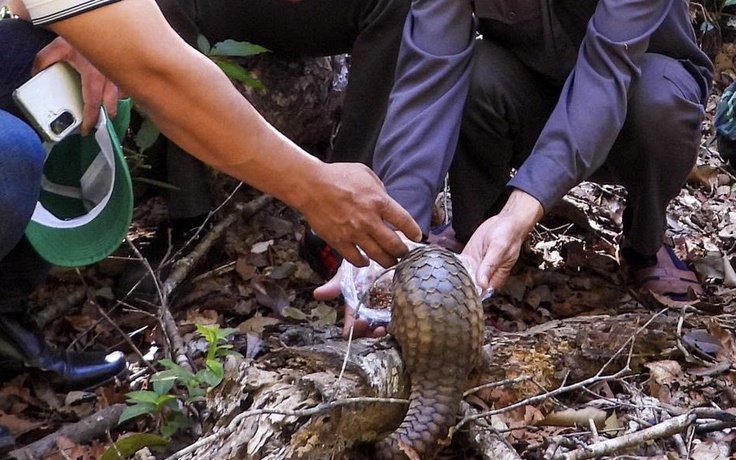 Thả động vật quý hiếm về Vườn Quốc gia Kon Ka Kinh