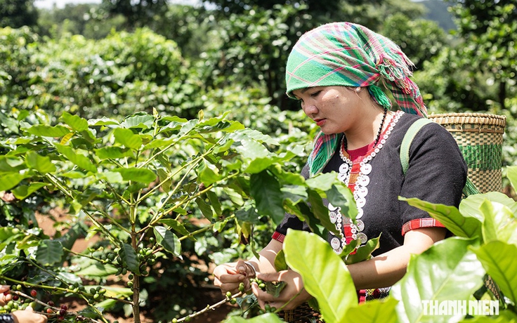 Hạt cà phê có 'căn cước', mang hương vị hòa bình