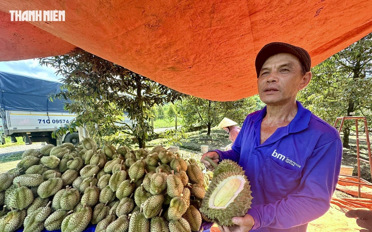 Tăng mạnh trở lại, giá sầu riêng lên gần 100.000 đồng/kg