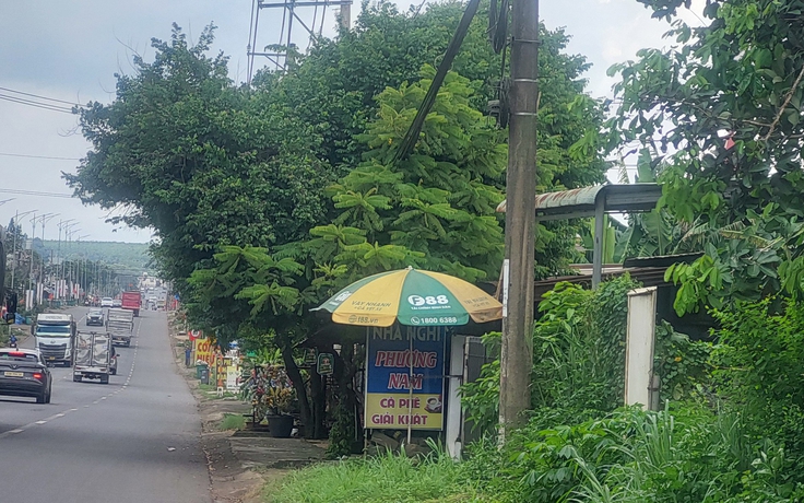 Cây xanh vươn ra đường