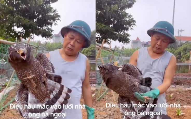 Đi thăm vườn rau, bất ngờ phát hiện diều hoa Miến Điện mắc lưới